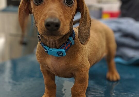 Closing the Gap: Increasing Diversity in Clinical Trials