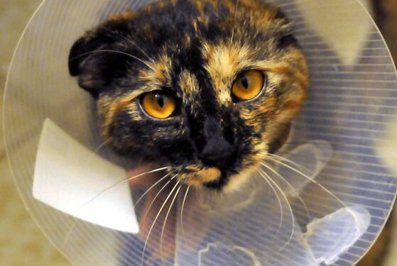 Beyond the Numbers: Understanding the Importance of Diversity in Clinical Trials