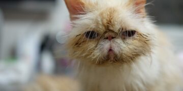 Unlocking the Potential: Enhancing Diversity in Healthcare Research