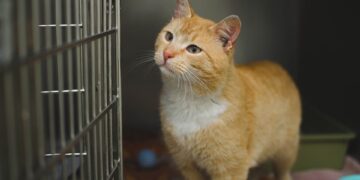 The Hidden Consequences of Homogenous Clinical Trials