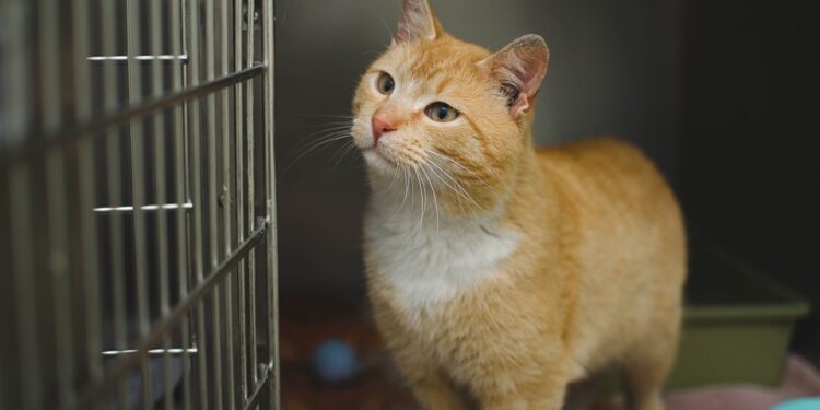 The Hidden Consequences of Homogenous Clinical Trials